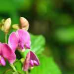 Lathyrus: plantar, cultivar y cuidar