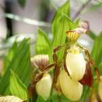 Orquídeas de jardín: plantar, cultivar y cuidar