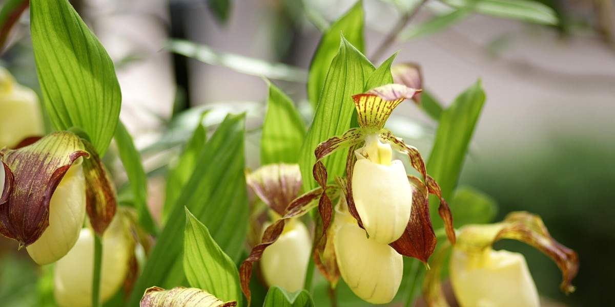 Orquídeas de jardín: plantar, cultivar y cuidar