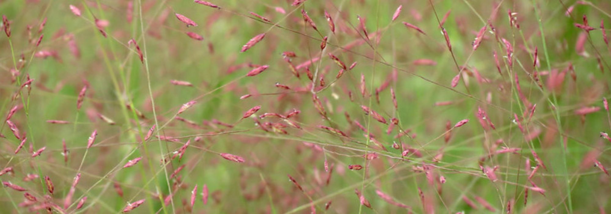 Eragrostis - Hierba del amor: plantar, cultivar y cuidar
