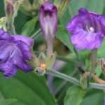 Strobilanthes - Strobilantes: plantar, cultivar y cuidar