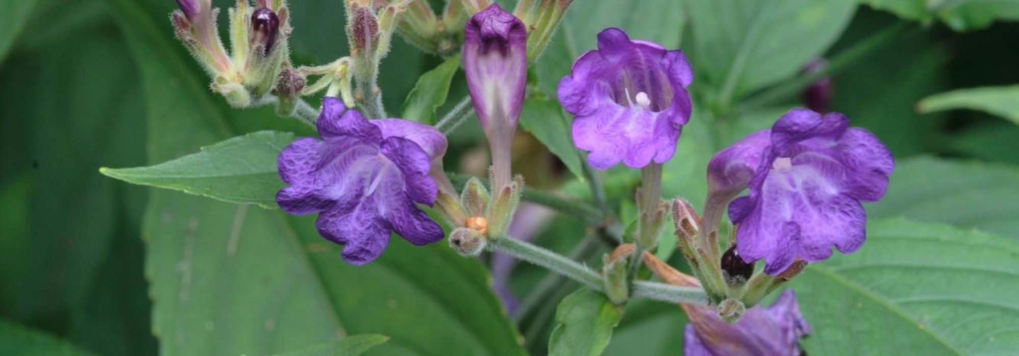 Strobilanthes - Strobilantes: plantar, cultivar y cuidar