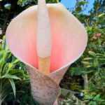 Amorphophallus: plantar y cuidar