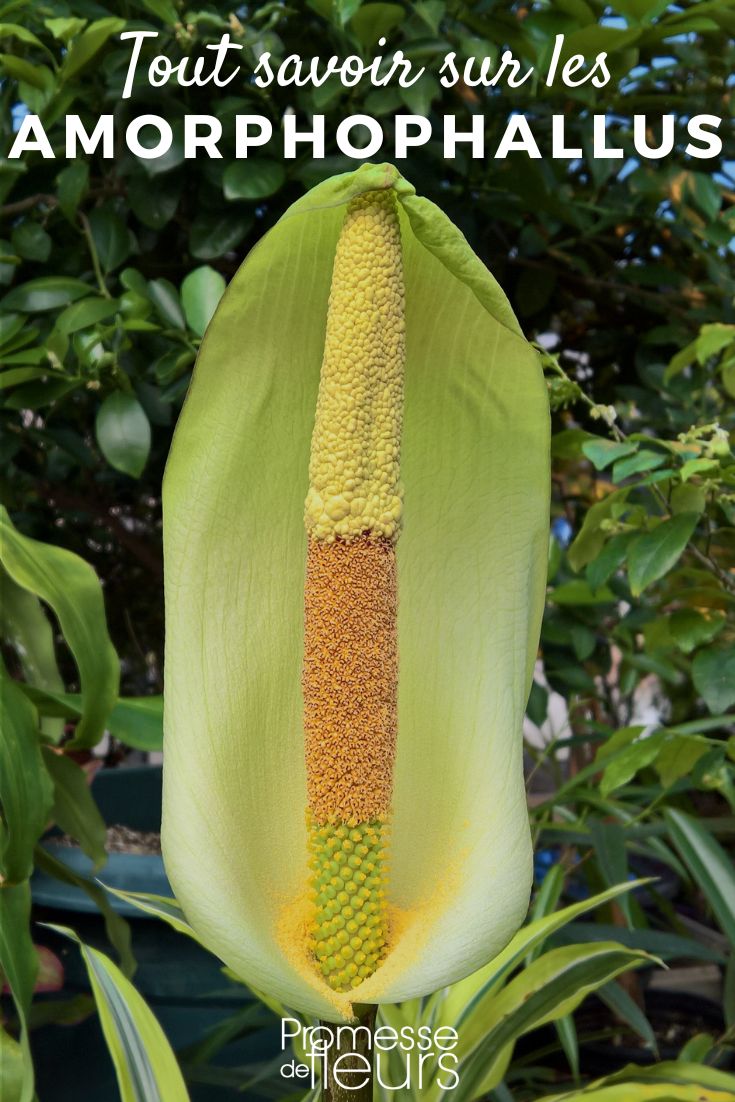Amorphophallus ficha de planta