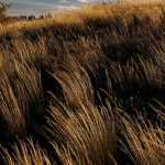 Chionochloa: plantar, cultivar y cuidar