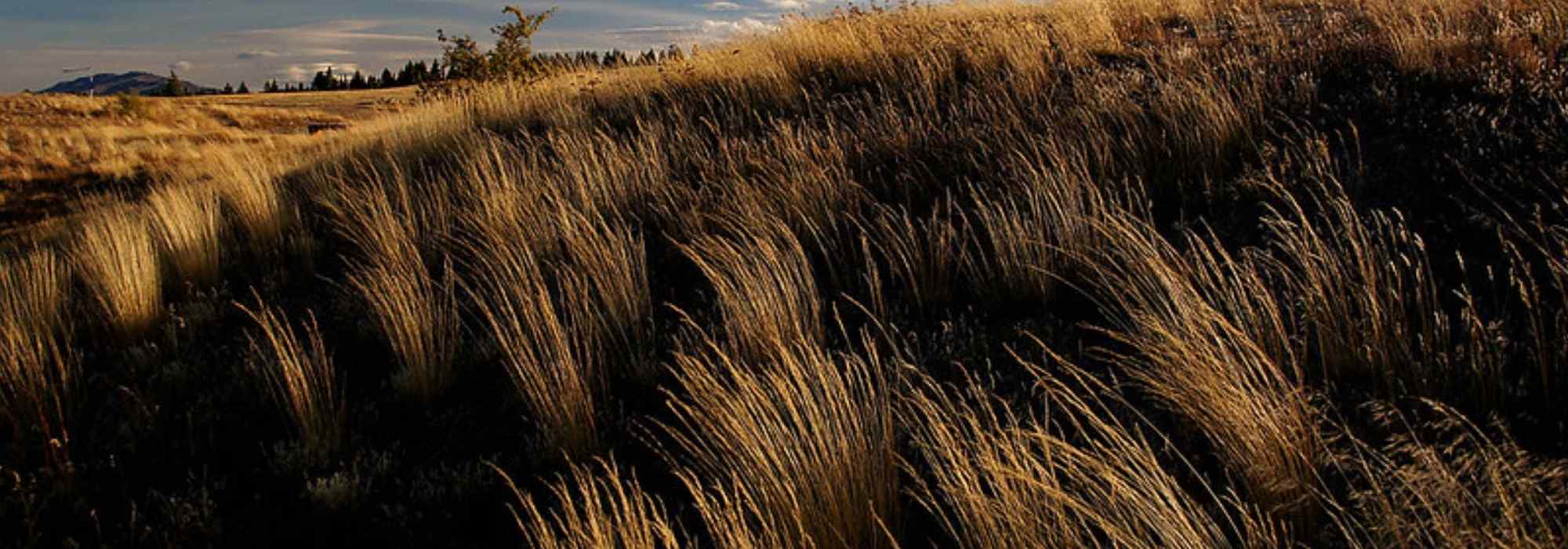 Chionochloa: plantar, cultivar y cuidar