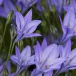 Triteleia - Brodiaea: plantar, cultivar y cuidar