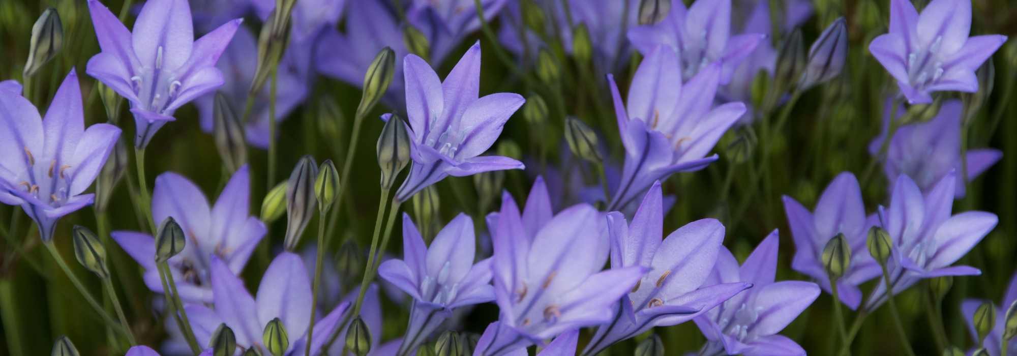 Triteleia - Brodiaea: plantar, cultivar y cuidar