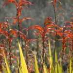 Chasmanthe - Chasmante: plantar, cultivar y cuidar