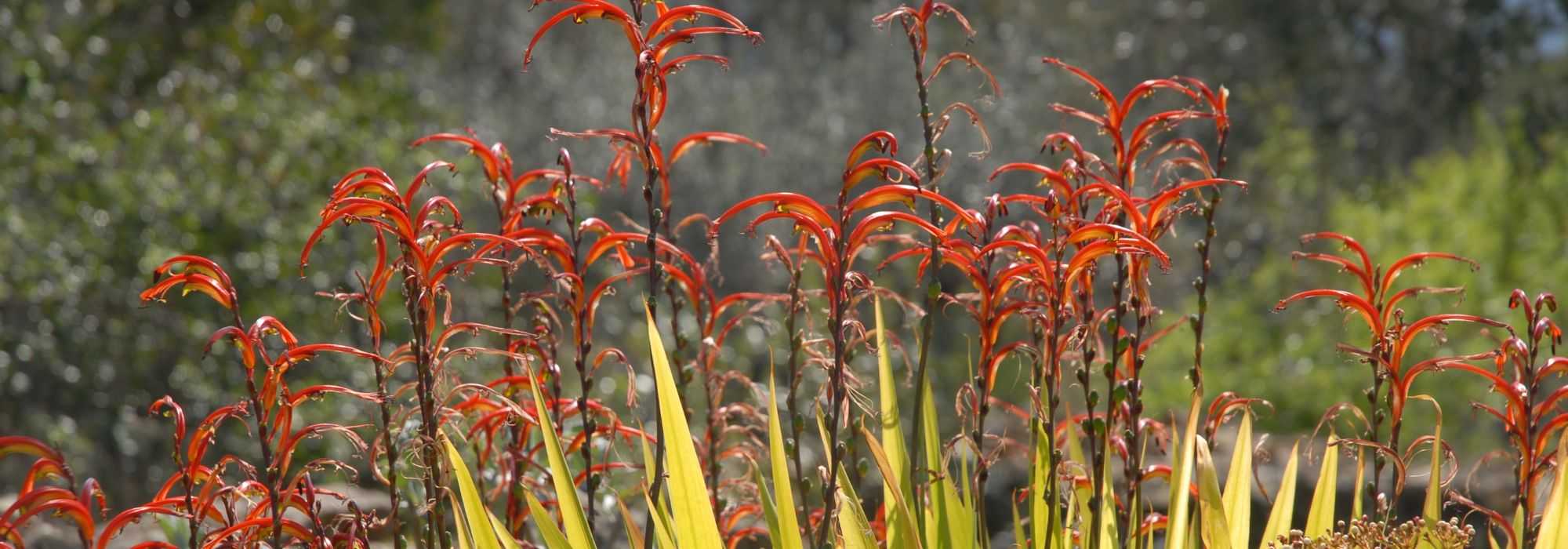 Chasmanthe - Chasmante: plantar, cultivar y cuidar