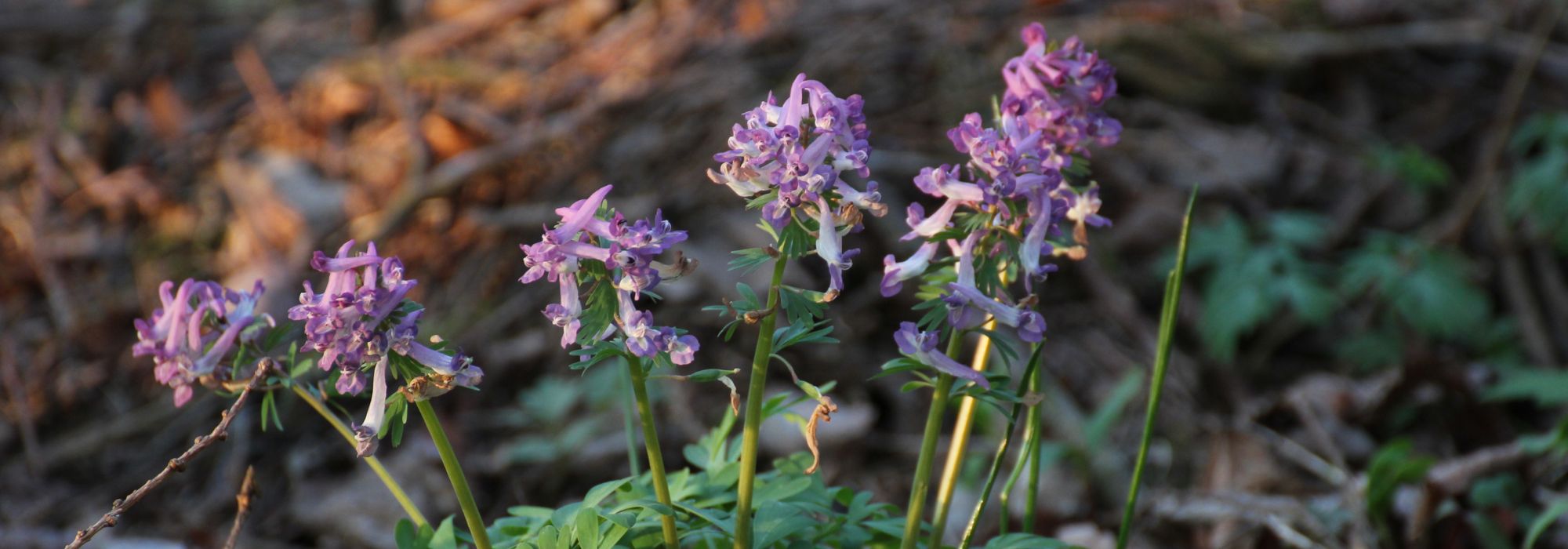 Corydalis bulbosas: plantación, cultivo y cuidados