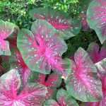 Caladium, Oreja de elefante: plantar y cultivar
