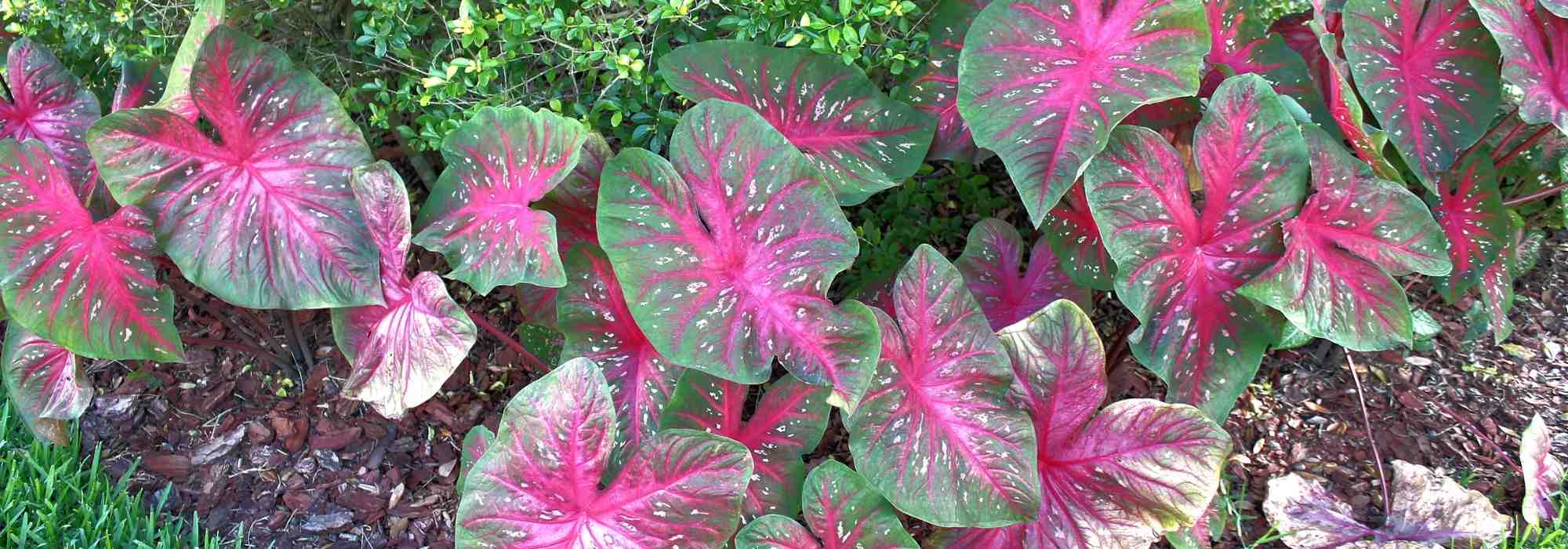 Caladium, Oreja de elefante: plantar y cultivar