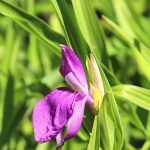 Roscoea: plantar, cultivar y cuidar