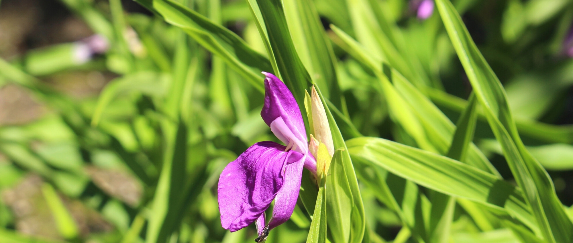 Roscoea: plantar, cultivar y cuidar