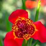 Tigridia: plantar, cultivar y cuidar