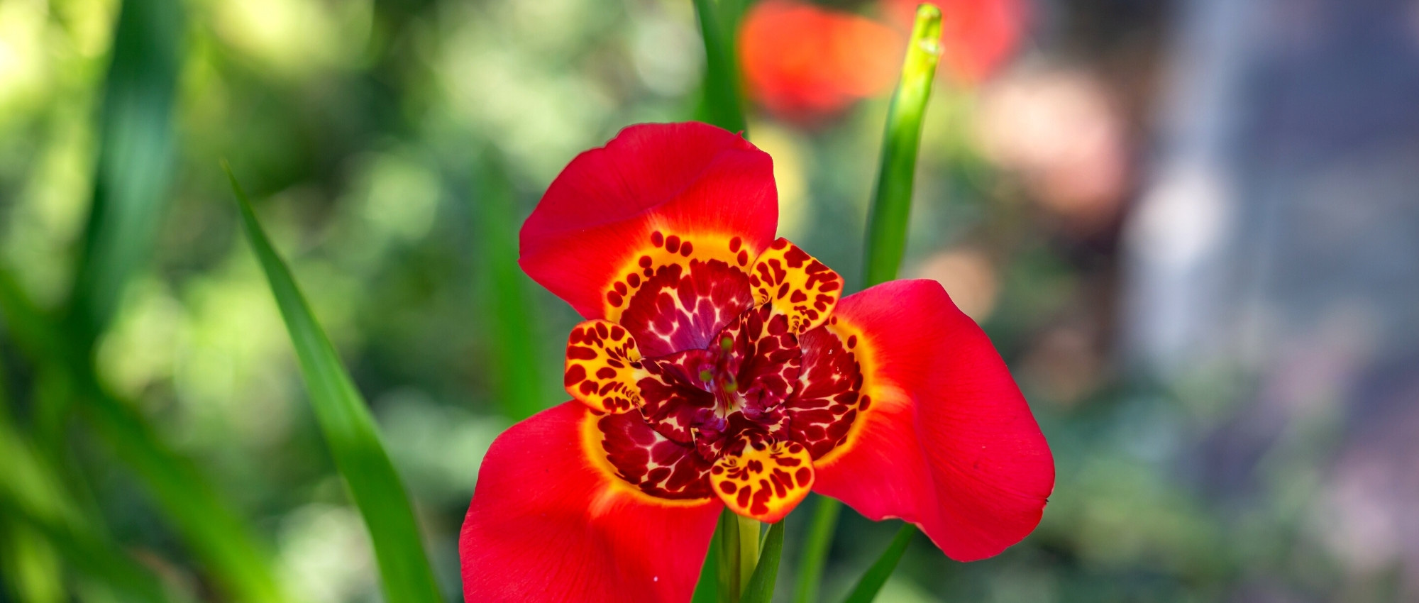 Tigridia: plantar, cultivar y cuidar