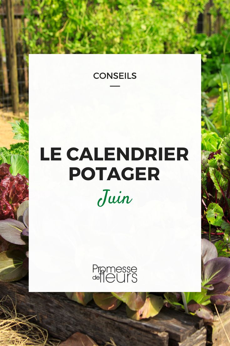 calendario de la huerta junio