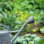 Calendario del huerto - junio