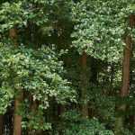 El aliso: plantar y cultivar