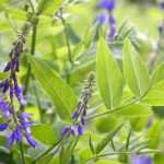 Galega: Plantación, cultivo y cuidados