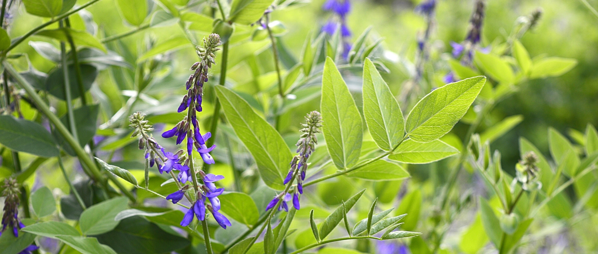 Galega: Plantación, cultivo y cuidados
