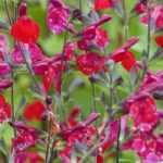 Salvia arbustiva: plantación, consejos de cuidado