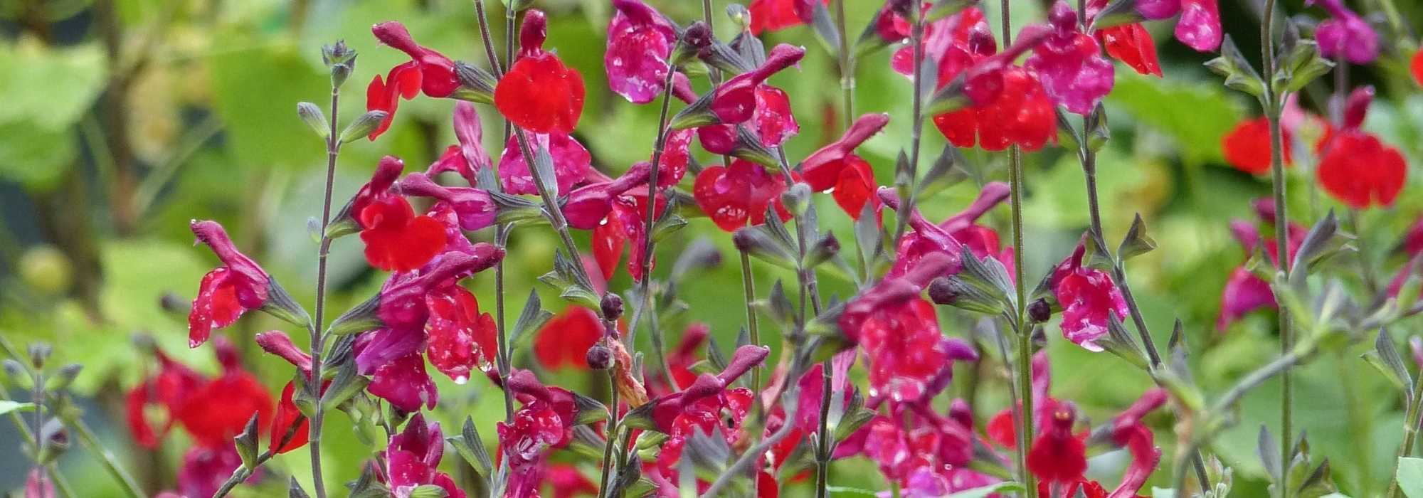Salvia arbustiva: plantación, consejos de cuidado