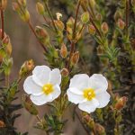 Halimium: plantación, cultivo y cuidados