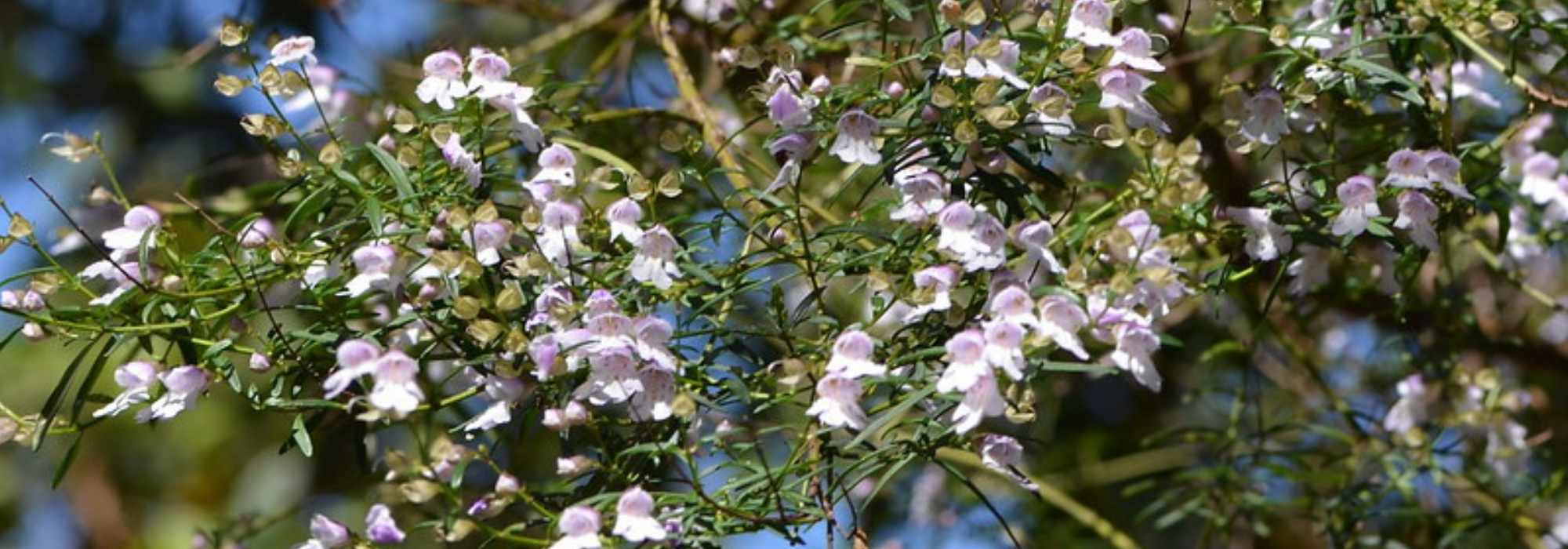 Prostanthera - Menta australiana: cómo plantar y cultivar