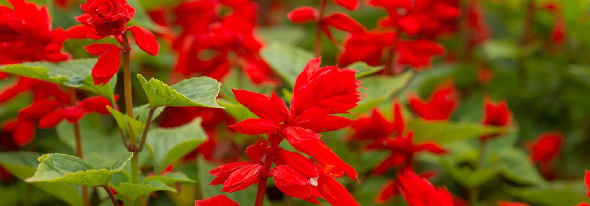 **Salvias anuales: plantación, siembra y cuidados**