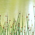 Scirpus: Plantar, cultivar y cuidar