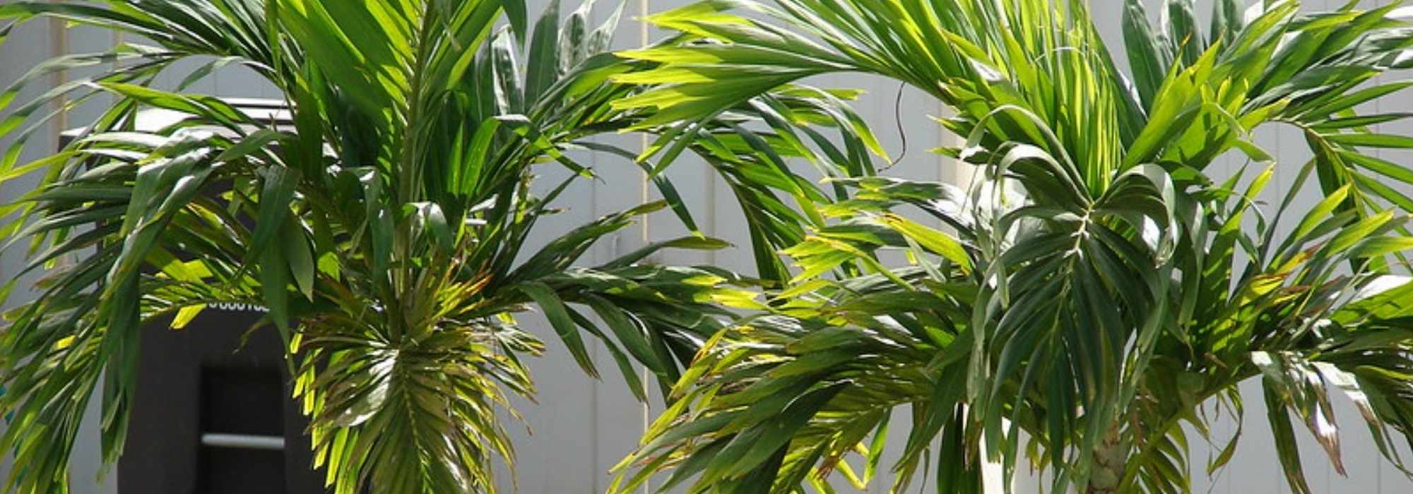 Veitchia (Adonidia): plantación, cultivo y cuidados