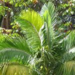 Archontophoenix: plantar, cultivar y cuidar