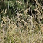 Bouteloua, boutelou: plantación, cultivo, mantenimiento