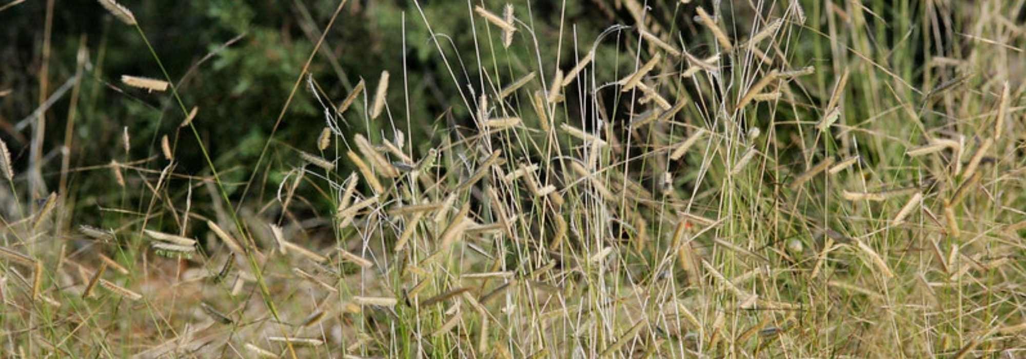 Bouteloua, boutelou: plantación, cultivo, mantenimiento