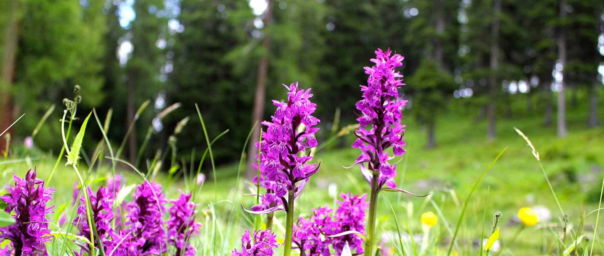 Dactylorhiza: plantación, cultivo y cuidados