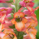 Digiplexis, digital anual: plantación, cuidados