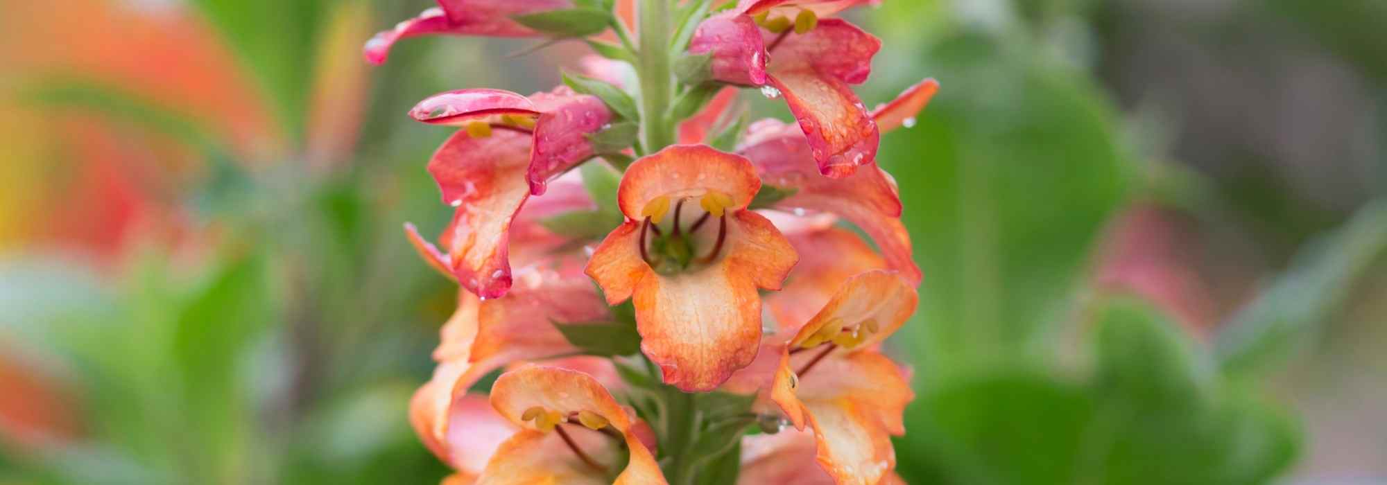 Digiplexis, digital anual: plantación, cuidados