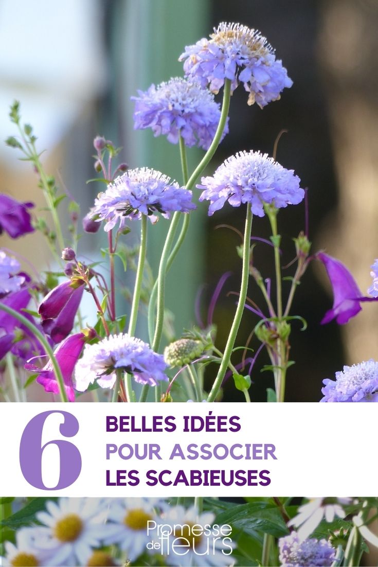 Combinar las escabiosas