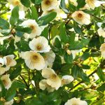 Eucryphia: plantar, cultivar y cuidar
