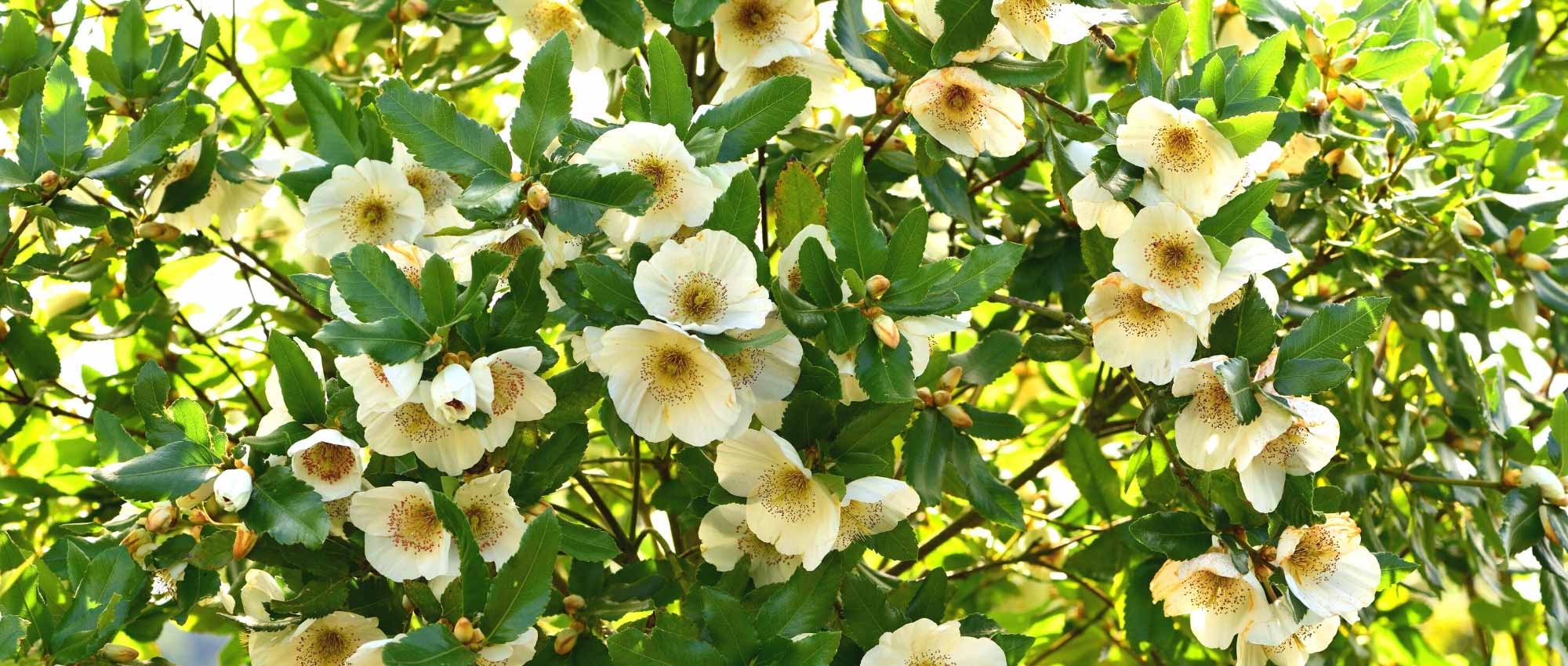 Eucryphia: plantar, cultivar y cuidar