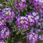 **Lobularia - Aliso dulce: sembrar, plantar y cultivar**