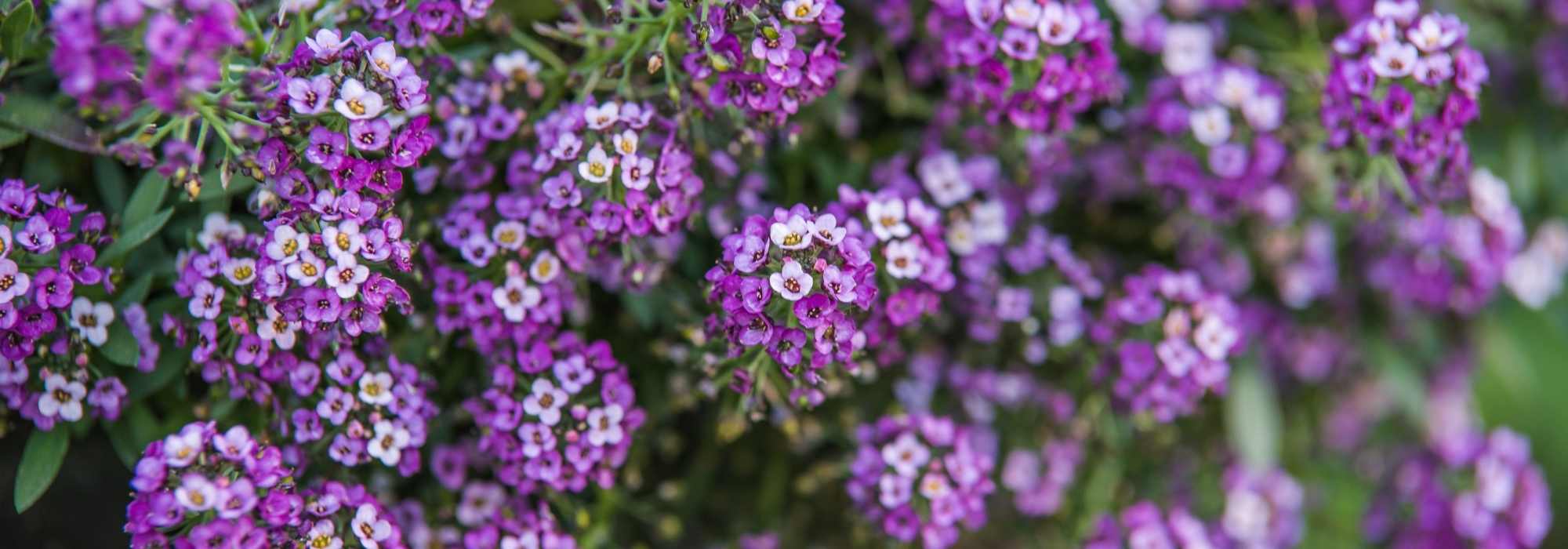 **Lobularia - Aliso dulce: sembrar, plantar y cultivar**