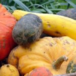 Calendario del huerto - noviembre