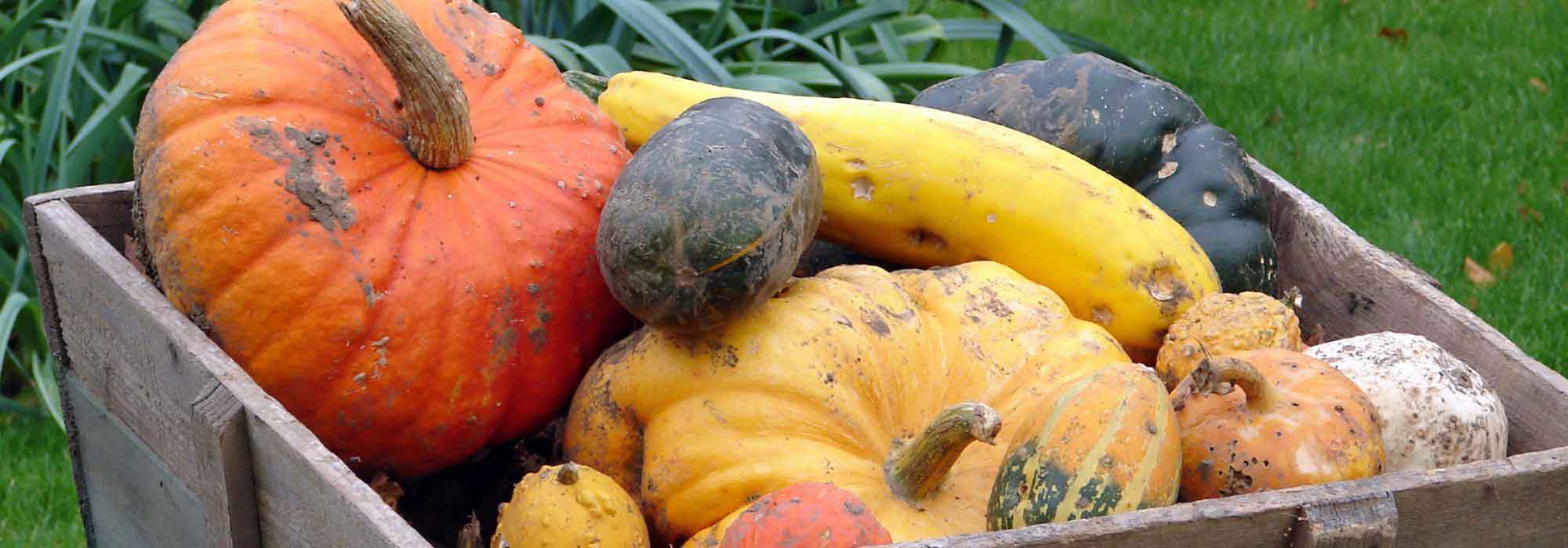 Calendario del huerto - noviembre