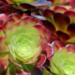 Aeonium: plantación, cultivo y cuidados