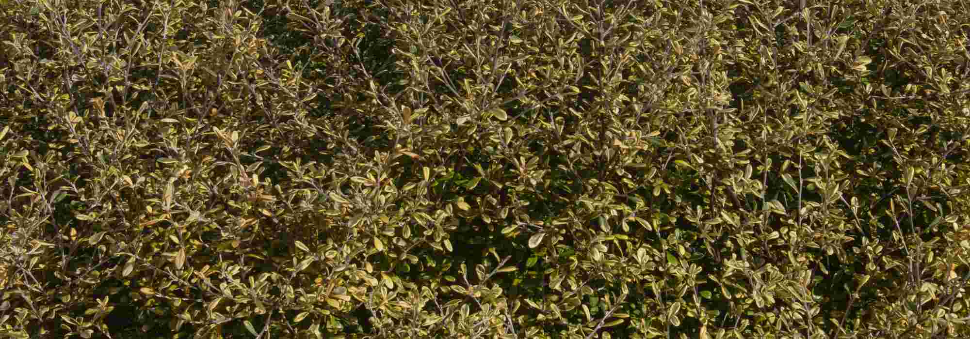 Corokia: Plantación y cuidados
