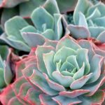 Echeveria: plantar, cultivar y cuidar