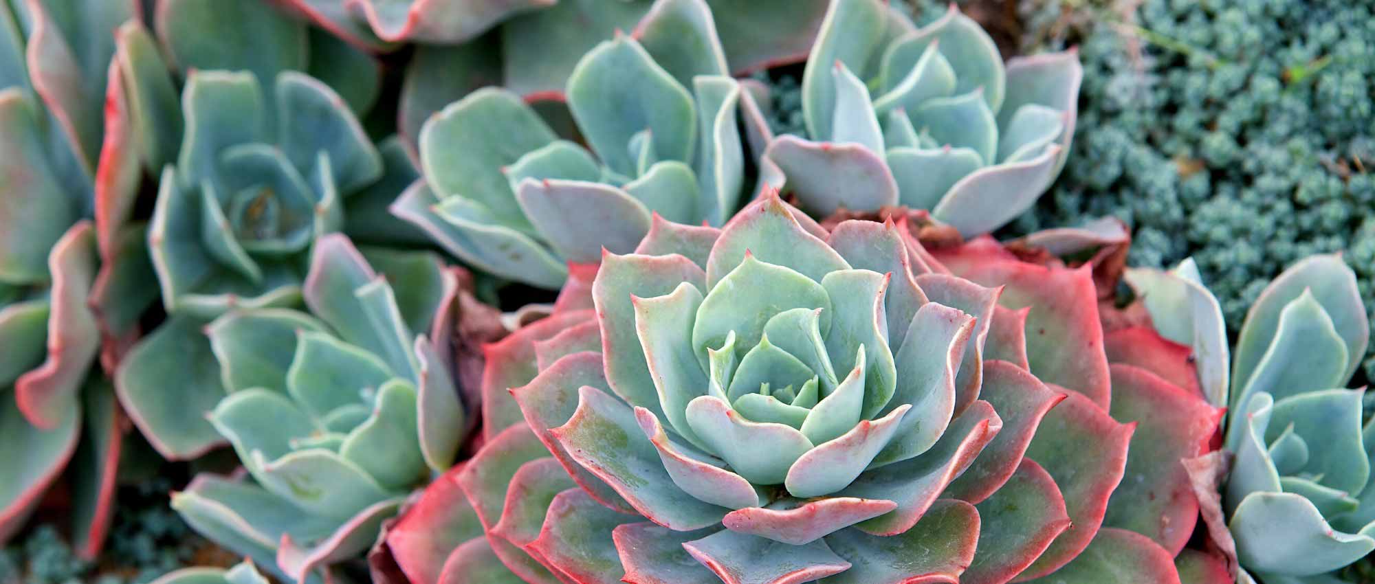 Echeveria: plantar, cultivar y cuidar